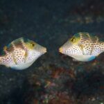 two valentini puffer looking at each other