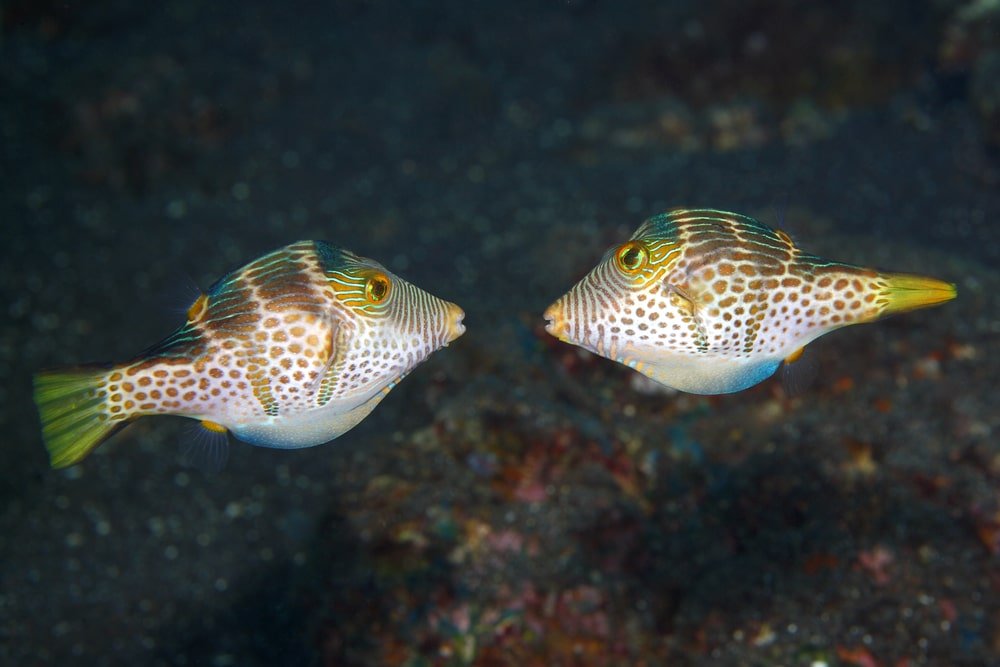 two valentini puffer looking at each other