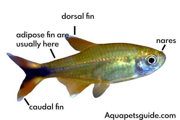 Hasemania nana anatomy | AquaPets Guide