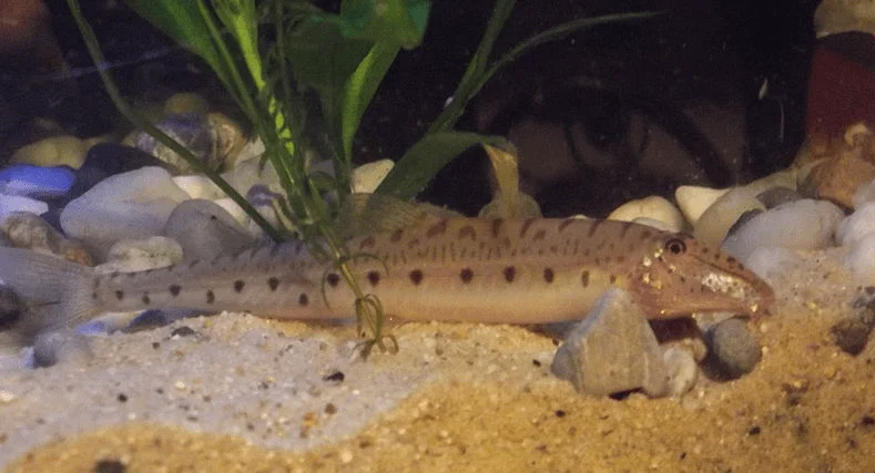 Horse faced loach lying at the boottom of an aquarium