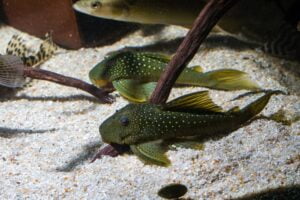 two green phantom pleco resting