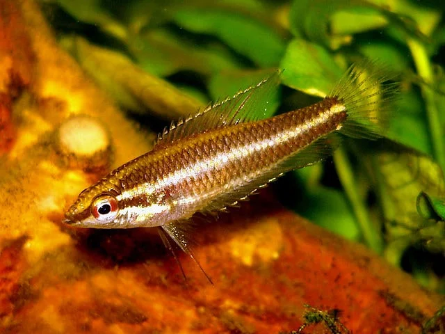 Licorice gourami swiming in a tank