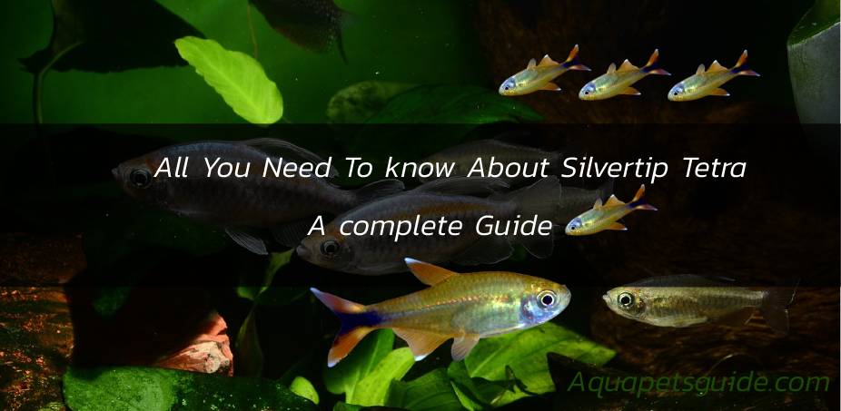 how to care for your silvertip guide poster
