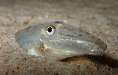 horse faced loach head poping out of the sand