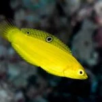 yellow coris wrasse