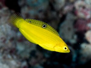 yellow coris wrasse