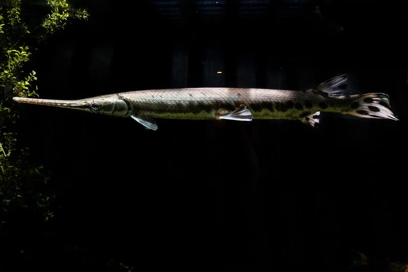 needle nose gar