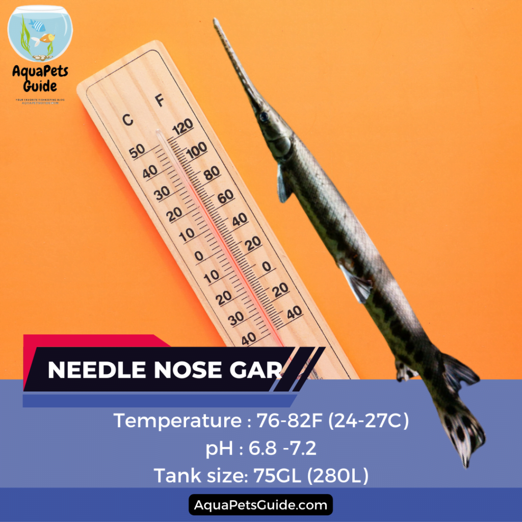 Needle nose gar water parameter