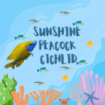 Sunshine peacock cichlid care guide