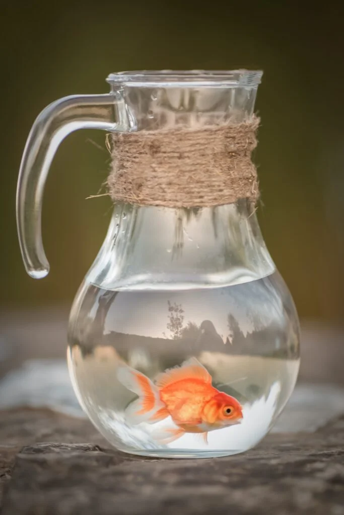 Goldfish in a glass pitcher