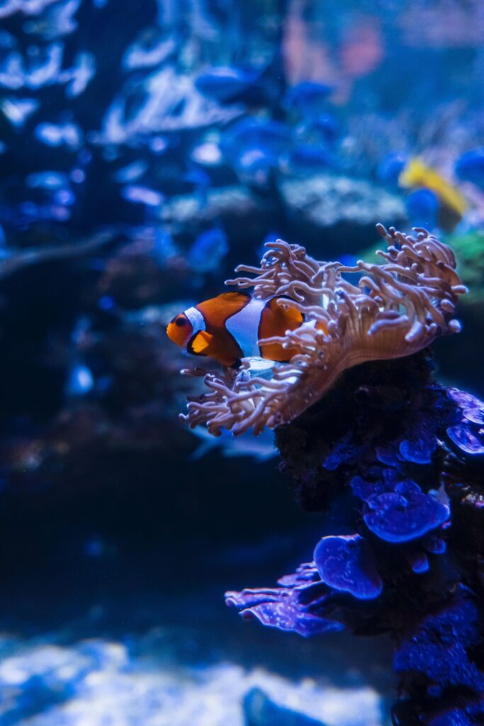 picasso clownfish in anemonea