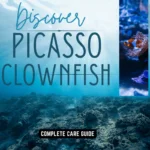 picasso clownfish swimming in anemone