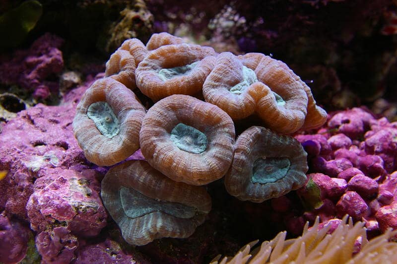 pink candy cane coral